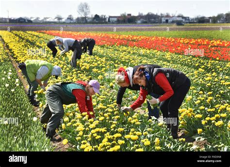 Polish Female Eastern European Farm Workers Tulips And Flowers Field