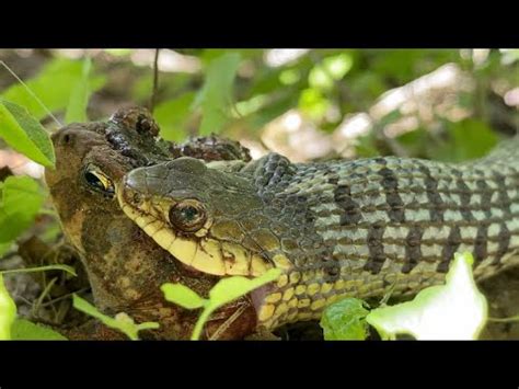 Garter Snake Eats Toad Alive Graphic Youtube