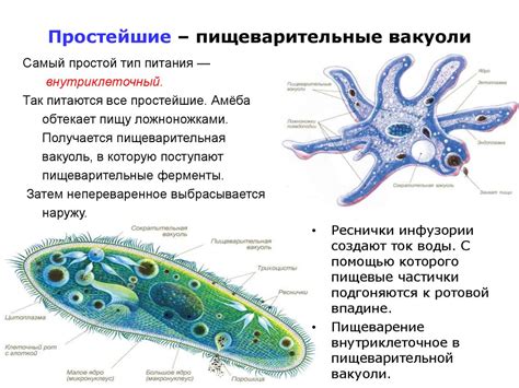 Пищеварительная система - презентация онлайн