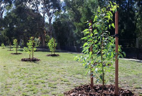 Low Maintenance Trees To Plant For Easy Landscaping