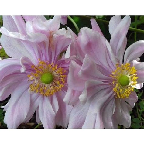 Anemone X Hybrida Pamina Seeds Seeds Japanese Anemone Anemone