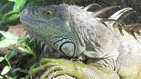 Do Iguanas Carry Diseases Iguana Busters