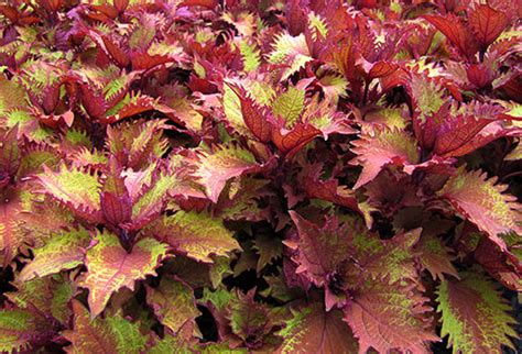 Coleus For Sun Country Bumpkin Plant Nursery