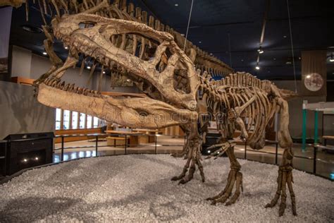 Fossil Dinosaur in Japan Museum Editorial Image - Image of creature ...