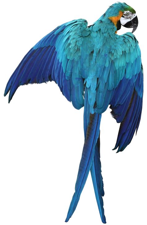 Macaw Png Pic