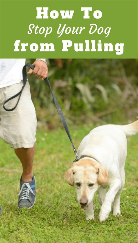 How To Leash Train A Dog Stop A Puppy Pulling On Leash While Walking