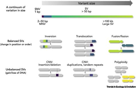 A Roadmap For Understanding The Evolutionary Significance Of Structural