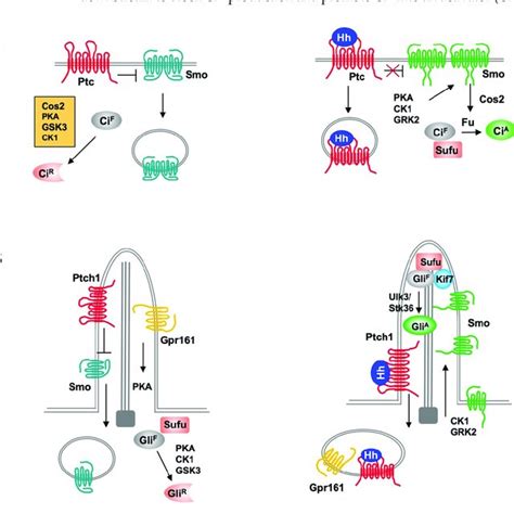 Ubiquitin Pathway During The Catalytic Reactions Of Ubiquitination Download Scientific