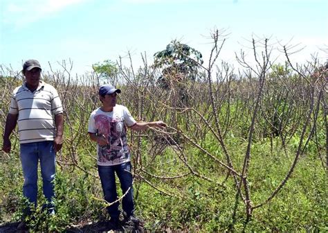 Marandova Arrasa Con Cultivos De Mandioca En San Pedro Y Canindey