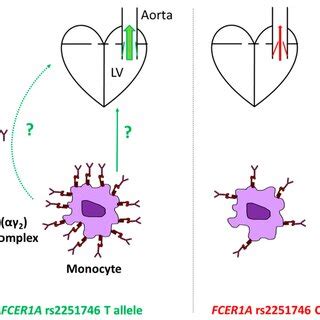 Schematic Illustration Of The Finding And Hypothetical Mechanism S