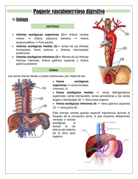 Paquete Vasculonervioso Digestivo Paquete Vasculonervioso Digestivo