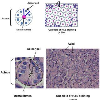 Lacrimal gland histology by H&E staining. (A) H&E staining of lacrimal... | Download Scientific ...