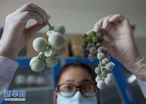 中科院植物所葡萄科学研究结硕果 中国科技网