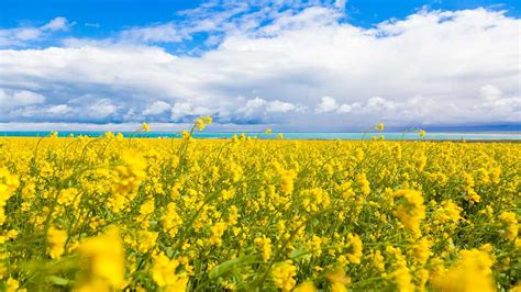 Rapeseed Flowers Blossom In Southern China Cgtn