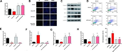 Frontiers Expression Of Long Noncoding Rna Uc375 In Bronchopulmonary Dysplasia And Its