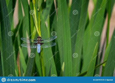 Primer Plano De Una Hermosa Libellula Libellula Depressa En Tallo De