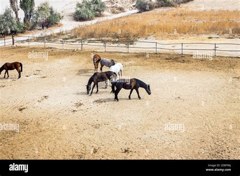 Turkish Horses In Ranch In Cappadocia Stock Photo Alamy