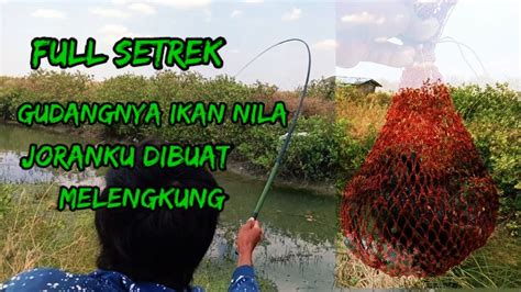 Gudangnya Ikan Nila Gk Yangka Sungai Kecil Ini Jadi Gudangnya Ikan Nila