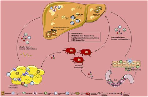 Frontiers Macrophage Function In The Pathogenesis Of Non Alcoholic