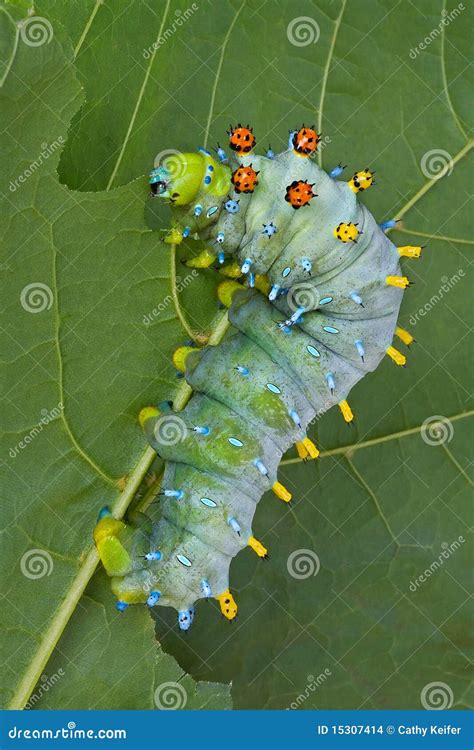 Caterpillar Eating stock photo. Image of vertical, macro - 15307414