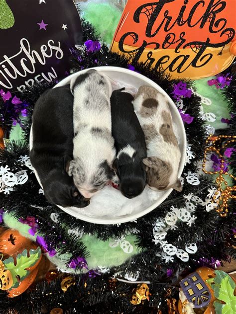 Dachshund Puppies For Sale In Arkansas