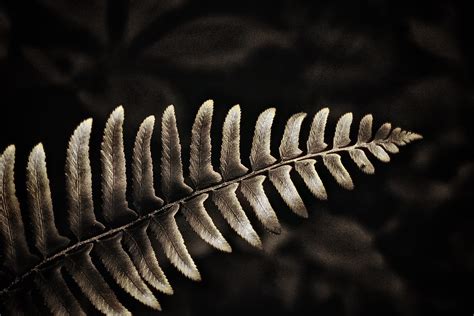 Fern In Sepia 4 18 2020 Timmerman Trail Cayce SC Canon Flickr