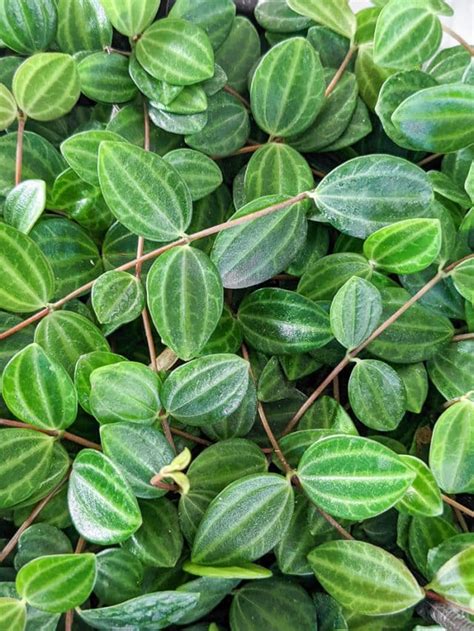 How To Care For The Pretty Peperomia Beetle Plant