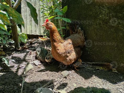 A hen and her babies 15047673 Stock Photo at Vecteezy