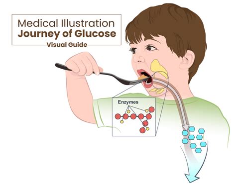 Journey of Glucose :: Behance