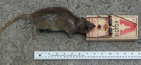 File:RatTrapP1050311d.jpg - Wikipedia