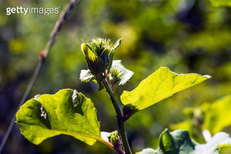 Arctium Lappa Arctium Lappa Greater Burdock Edible Burdock Lappa