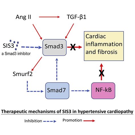 Treatment Of Hypertensive Heart Disease By Targeting Smad3 Signaling In