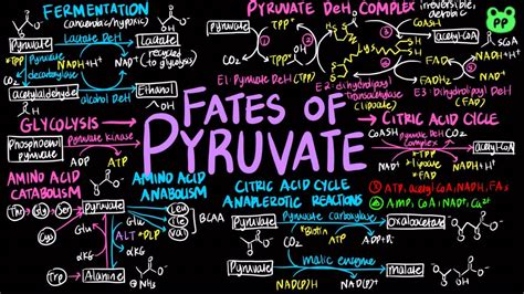 Fates Of Pyruvate Carb Metabolism Biochemistry Pp Notes Youtube