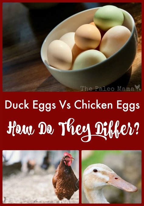 Duck Eggs vs Chicken Eggs —How Do They Differ? - The Paleo Mama