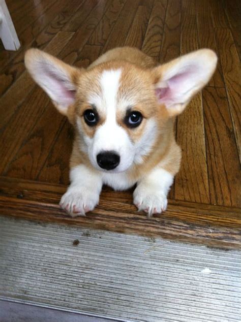 829 best images about The Cutest Corgi Puppy Pictures on Earth on ...