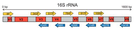 2 16s Rrna Gene Structure And Possible Primers A Schematic Figure Of