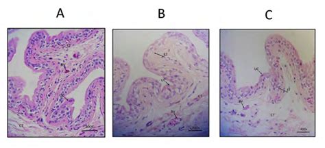 Histopathological Examination Of Bladder Tissue Of The Three Groups