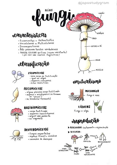 Reino Fungi Resumo Notas De Biologia Aulas De Biologia Métodos De