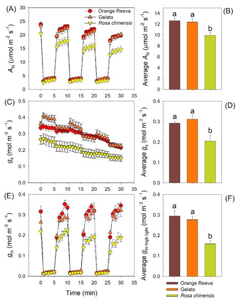 Dynamic Changes And Average Values Of Leaf Net Co Assimilation Rate