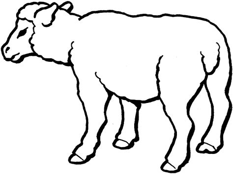 Free Sheep Pictures For Kids Download Free Sheep Pictures For Kids Png