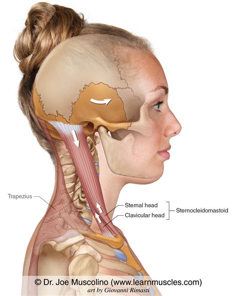 Diagram Of Sternocleidomastoid Muscle