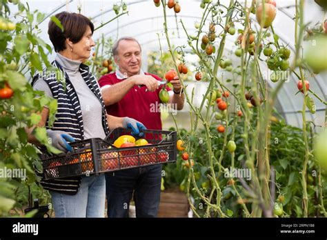 Positive Mature Man And Woman Collecting Vegetables In Greenhouse Stock