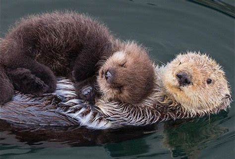 Sleeping otters – Artofit