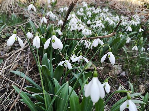 Snowdrops Spring The First Flowers - Free photo on Pixabay - Pixabay