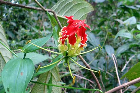 Free Images Leaf Red Produce Botany Flora Wild Flower