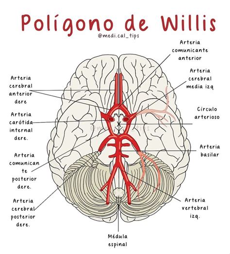 Circle of Willis Anatomía médica Anatomia y fisiologia humana