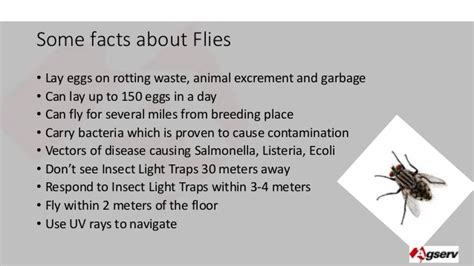 House Fly Diseases, Types, Spread and Prevention