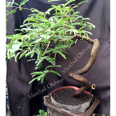 Jual Bonsai Asem Jawa Dari Biji Meliuk Siap Pajang Batang Besar Sesuai