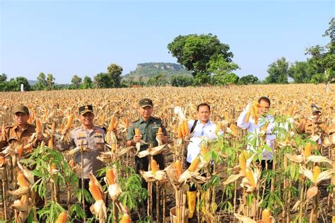 Satgas Pangan Polri Dampingi Dirjen Tanaman Pangan Kementan Dalam Panen