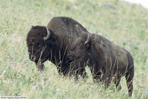 American Bison Facts, Pictures, History & Conservation Information